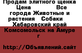 Продам элитного щенка › Цена ­ 30 000 - Все города Животные и растения » Собаки   . Хабаровский край,Комсомольск-на-Амуре г.